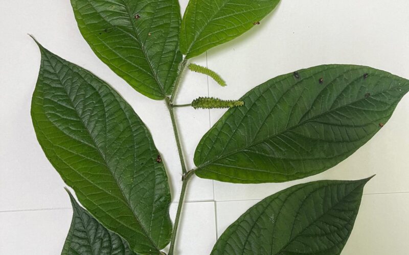 Governo do Amazonas apoia pesquisa sobre óleos essenciais extraídos de plantas amazônicas como bioinseticidas